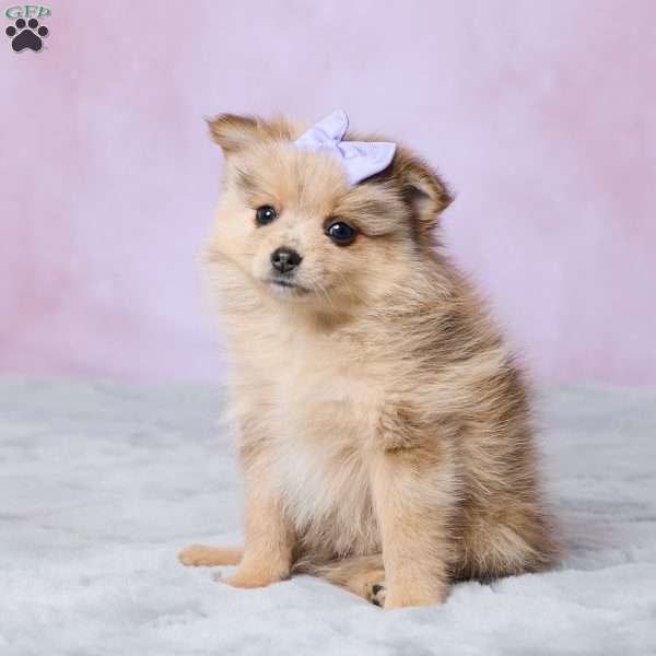 Blossom, Pomeranian Puppy